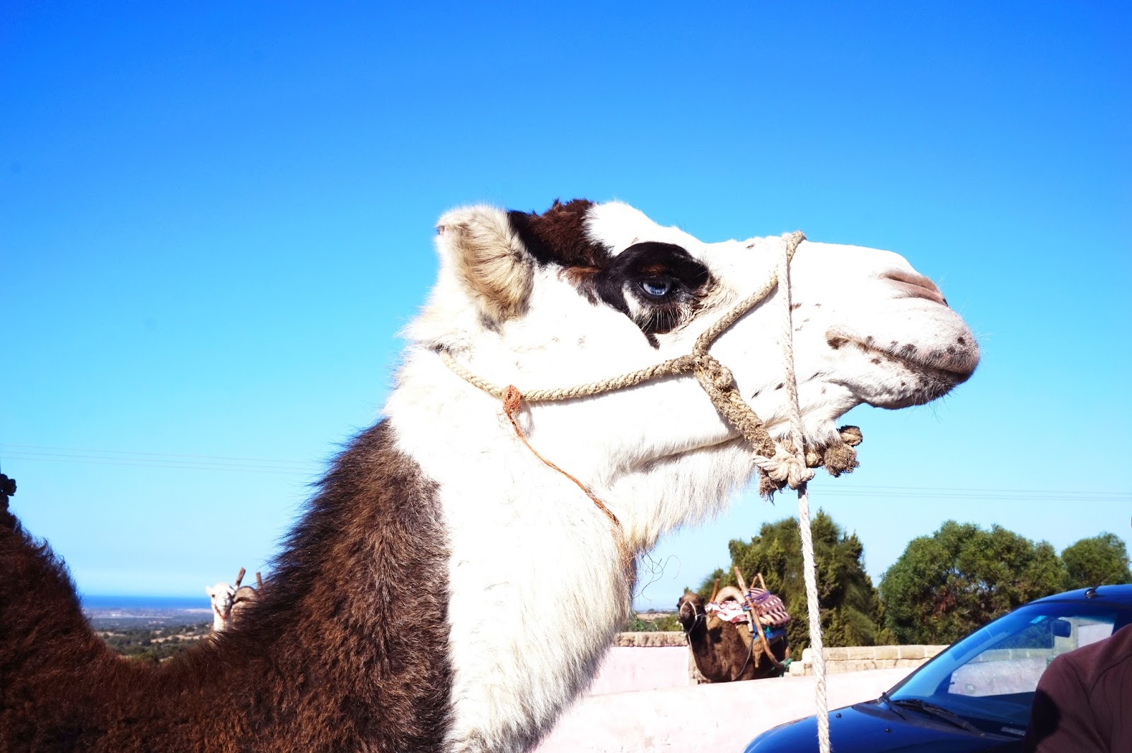 MOROCCAN MEMORIES: ESSAOUIRA