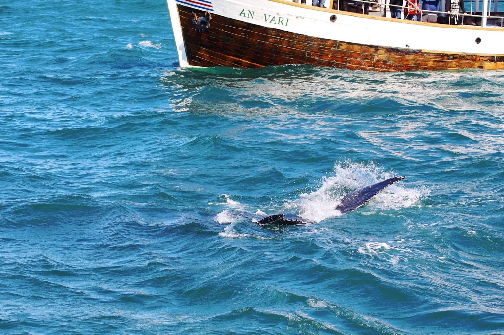 Vil du se hvaler i Island? Det og meget mere kan du opleve i Nordisland