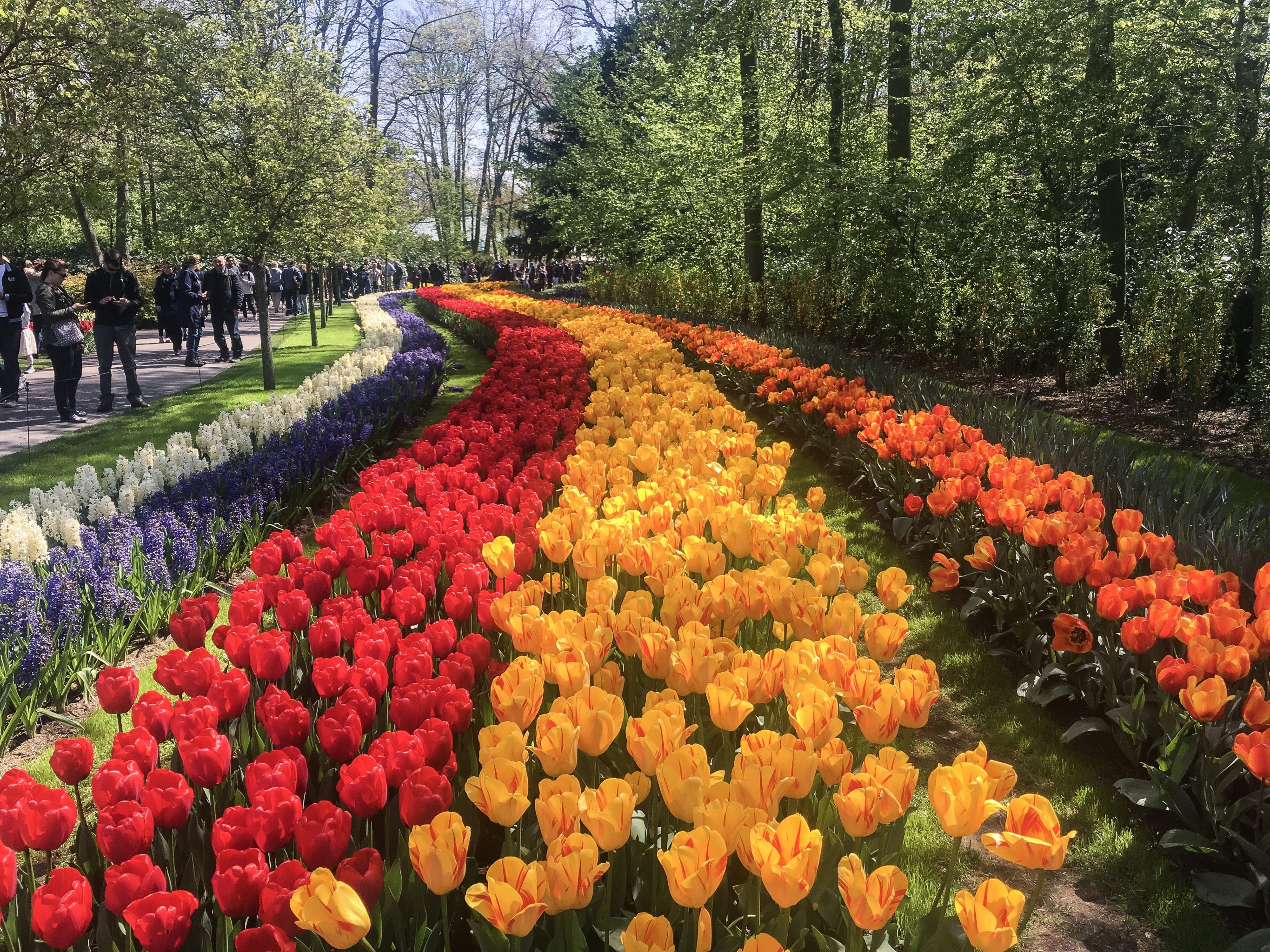Dagstur til Keukenhof | Oplev Hollands smukkeste tulipanhave