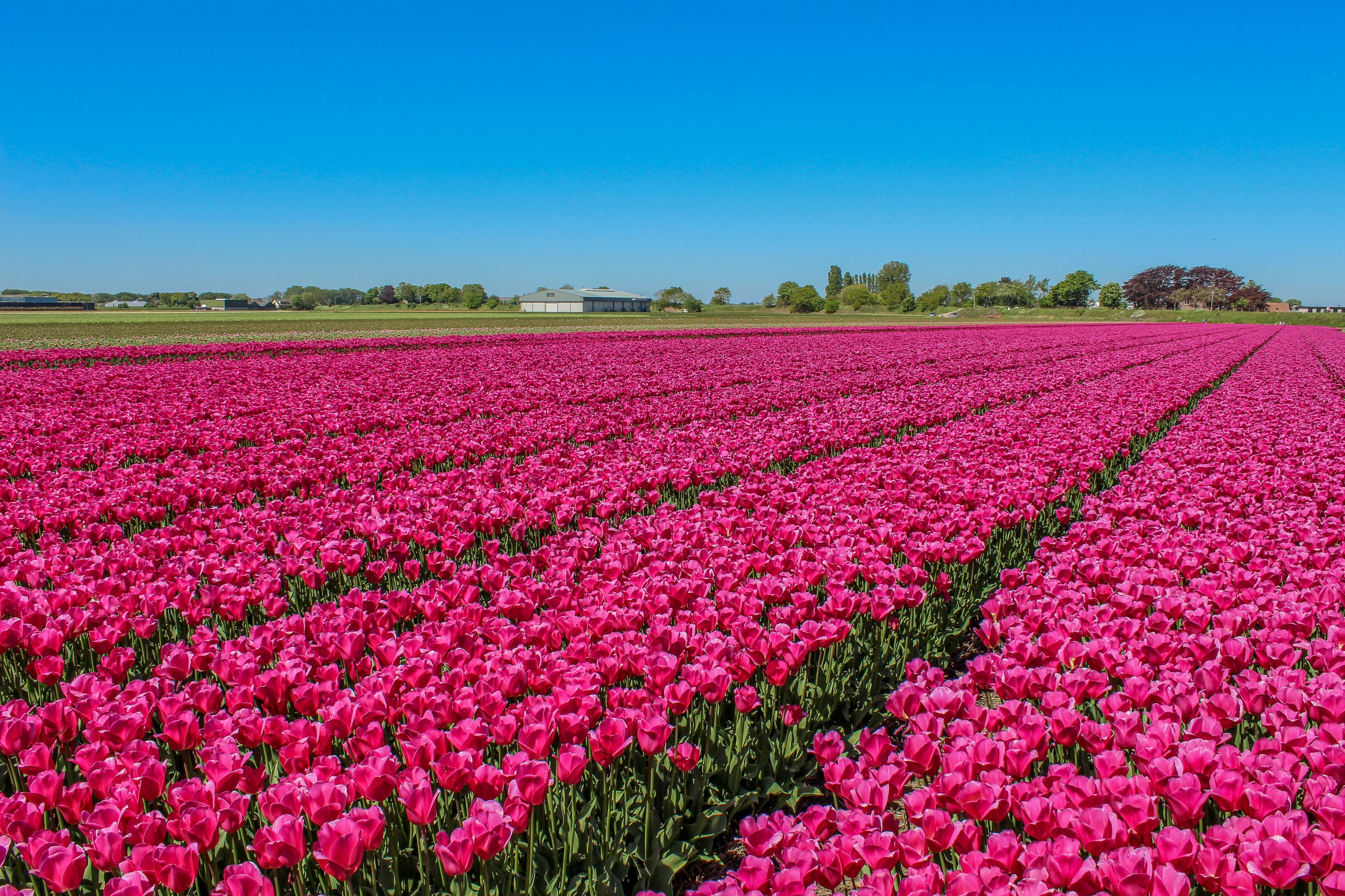 Dagstur fra Amsterdam: På cykeltur langs Hollands tulipanmarker