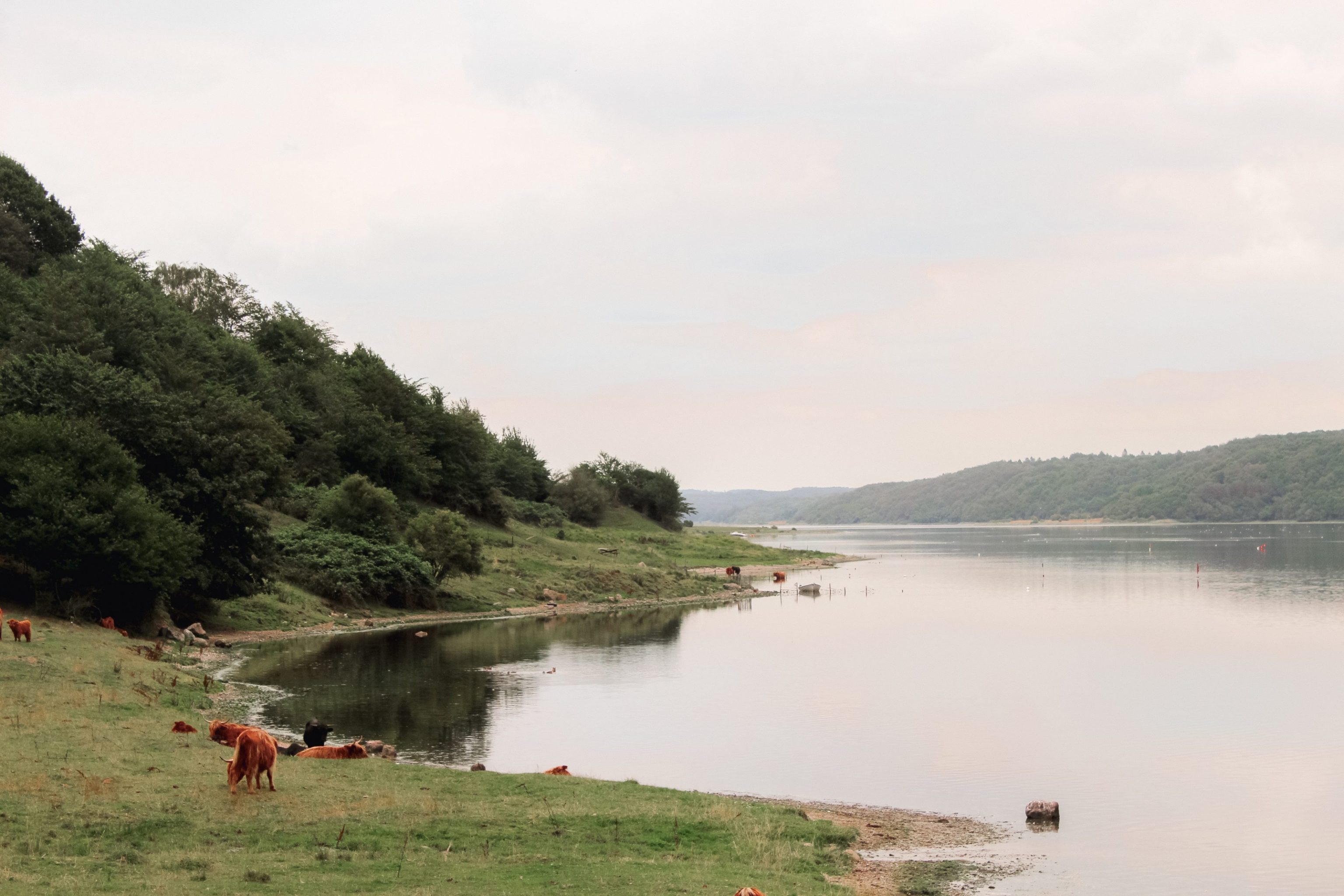 Højlandskvæg ved Mariagerfjord på Panoramaruten i Bramslev Bakker